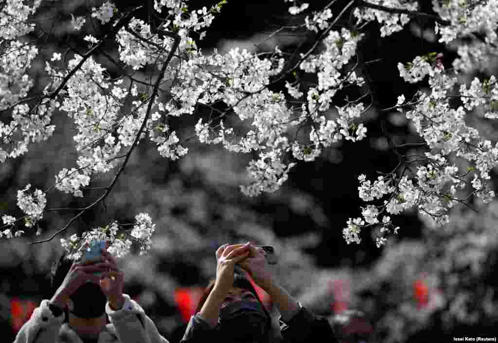 Последний раз рекорд раннего цветения сакуры фиксировали в Японии в 1409 году