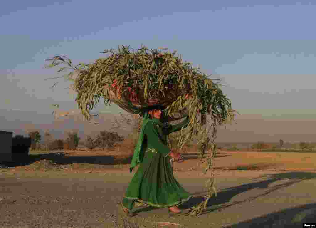 An Afghan woman carries a sack of grass on her head along a road in Nangarhar Province on December 2. (Reuters/Parwiz)