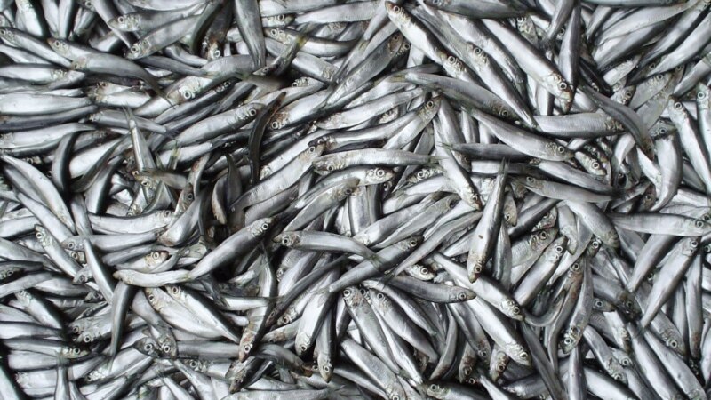 Вылов шпротов: в Крыму остается только 40% рыбы, остальное отправляют в Россию
