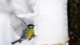 Belarus - A tit feeds at an improvised feeder in a park as the temperature dropped to around minus 15 degrees Celsius. Minsk, 11Jan2019