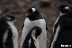 Пингвины, Антарктида