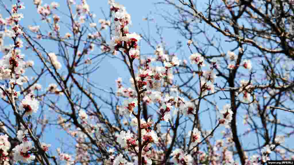 Цей абрикос цвіте на вулиці Пархоменка, що на Куликовому полі &ndash; малому мікрорайоні біля проспекту Острякова