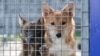 Чита: условия в "концлагере для собак" признали удовлетворительными