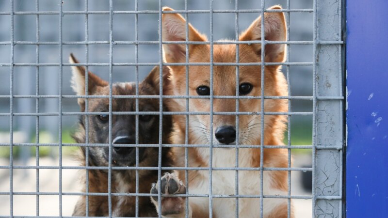 МВД по Дагестану потратит три миллиона на служебных собак