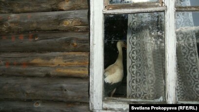 К чему аист садится на крышу дома