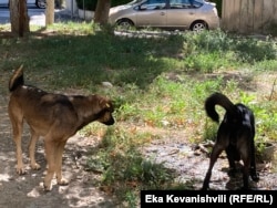 მიუსაფარი ძაღლები გლდანში თავიანთი "თავშესაფრიდან" და ხროვის დანარჩენი ძაღლებისგან მოშორებით