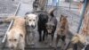 Харків не вірить у бойкот Євро-2012 через собак і котів