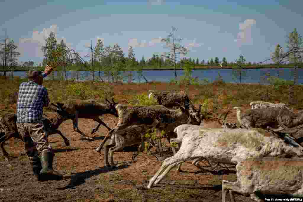 Efim Multanov lassos a reindeer to be sacrificed for a family ritual. &nbsp;