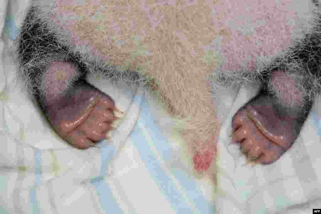 The feet of a recently born panda cub can be seen in this handout photograph by the Taipei Zoo in Taipei, Taiwan. (AFP)