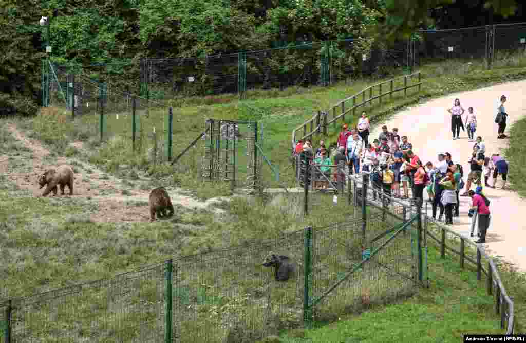 Urșii sunt hrăniți în fiecare zi, și se strâng cu zecile la gard pentru a mânca bunătățile pe care îngrijitorii le aruncă peste gard. Apoi, se retrag în pădure, la umbră.&nbsp;