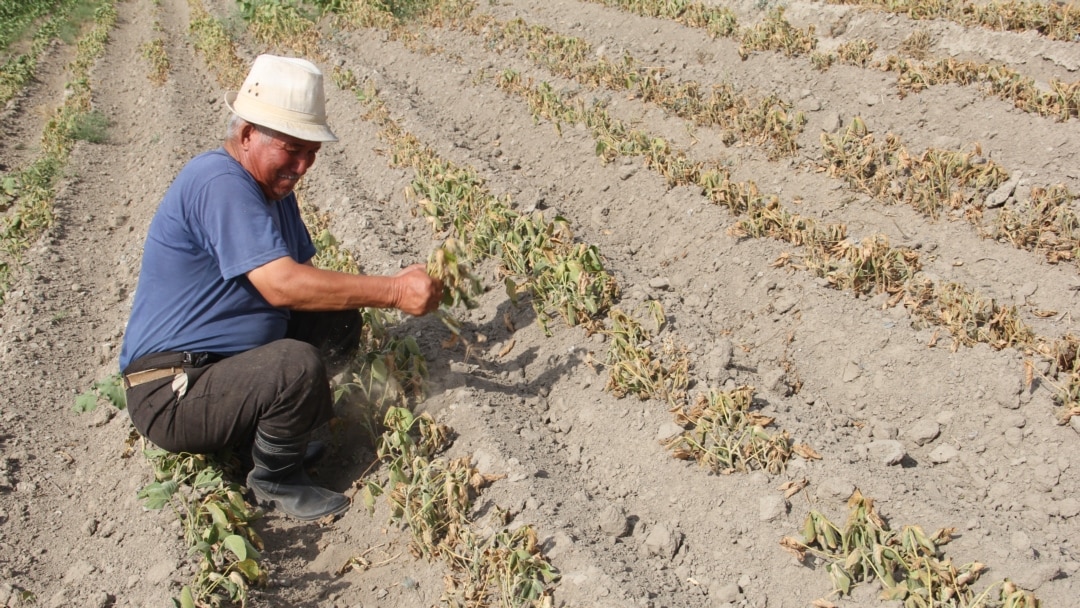 Транс формада Жалаңаш Ирина Дубцованың эротикалық суреттері