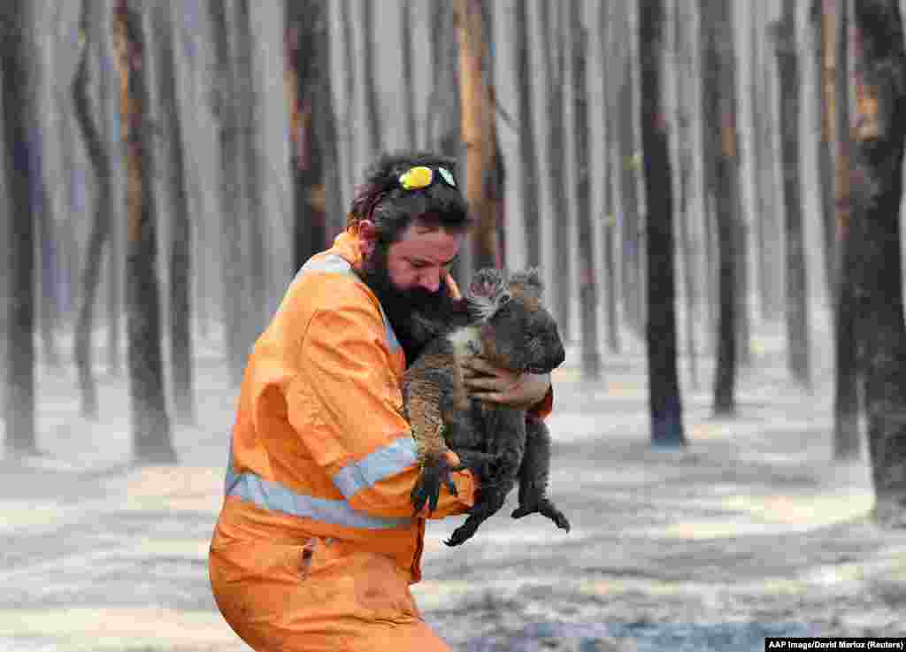 Спасувачот од Аделаида, Симон Адамчик со коала во запалена шума во близина на Кејп Борда на островот Кенгур, југозападно од Аделаида, Австралија, 7 јануари 2020 година. Експертите стравуваа дека пожарите во Австралија може да доведат до смрт од половина милијарда животни.