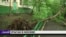 Последствия урагана в Москве