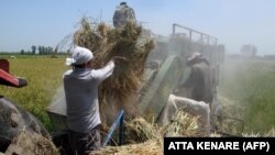 برداشت برنج در مازندران