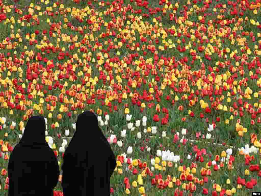 Фэстываль цюльпанаў у Тэгеране