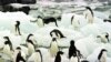 Antarctic -- Adelie penguins on Torgerson Island on the Antarctic Peninsula, 09Feb1997