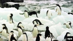 Antarctic -- Adelie penguins on Torgerson Island on the Antarctic Peninsula, 09Feb1997