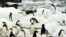 Antarctic -- Adelie penguins on Torgerson Island on the Antarctic Peninsula, 09Feb1997