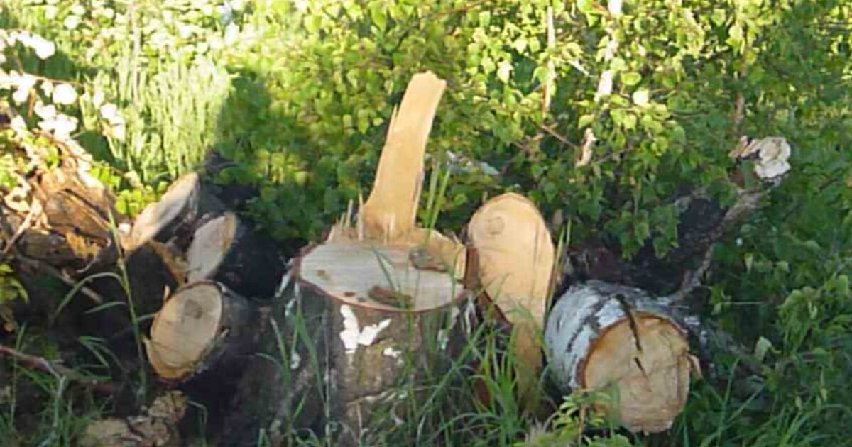 Телефоныңызға эротикалық фотосуреттер