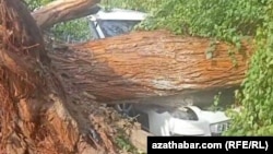 3-nji awgustda Aşgabatda güýçli ýelde ýumrulan agajyň aşagynda galan ýeňil awtoulag