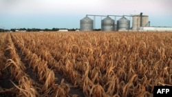 A field of dead corn in Palestine, Illinois