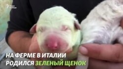 О том, как назвать зеленого щенка, долго думать не пришлось