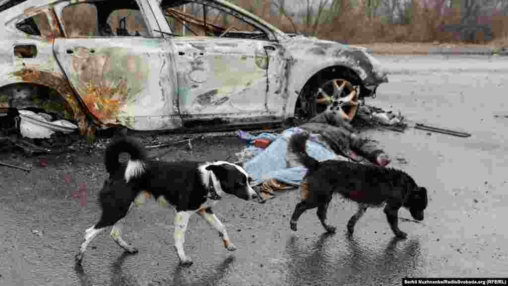 Собаки йдуть повз спалений автомобіль і лежить тіло цивільного, за даними правоохоронних органів, розстріляного російськими військовими, на одній з вулиць звільненої Нової Басані Чернігівської області, 1 квітня 2022 року