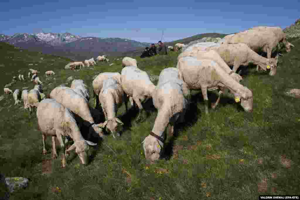 Пастухи из семьи Балье следят за своим стадом.