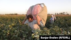 Kyrgyzstan - Сotton plantation. Child labor on the plantations. Agriculture. Cotton, Osh, 16Sep2012