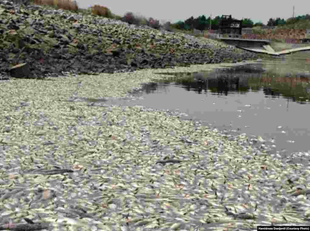 مرگ نزدیک به ۳۰ تن ماهی در سد فشافویه به دلیل آلودگی آب