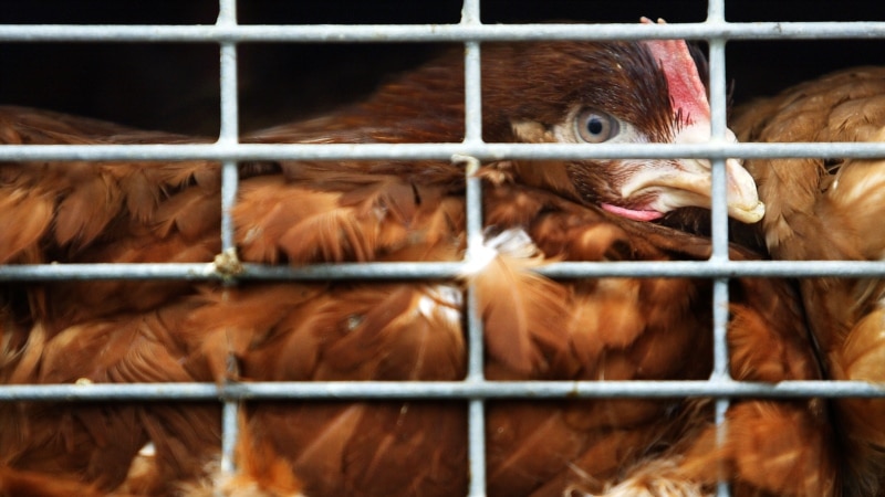 CE avertizează România asupra importurilor din Ungaria de păsări din zone contaminate cu gripă aviară
