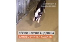 Спасти Андрюшу. В Петербурге пес выжил после ударов топором