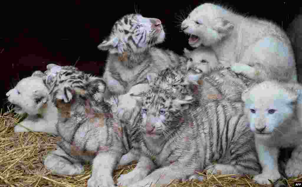 Four white lions and four white tigers pose for a picture at the Serengeti wildlife park in Hodenhagen, central Germany. The tiger cubs were born at the park in October, the lion cubs in November. (AFP/Julian Stratenschulte)