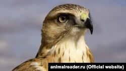 Курганник из семейства ястребиных