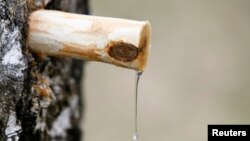 Birch sap, or birth water, is harvested from silver birch trees in the early spring.