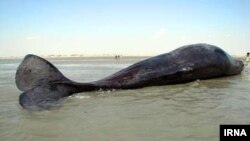  نجات یک بچه نهنگ چهار متری به گل نشسته در سواحل هرمزگان