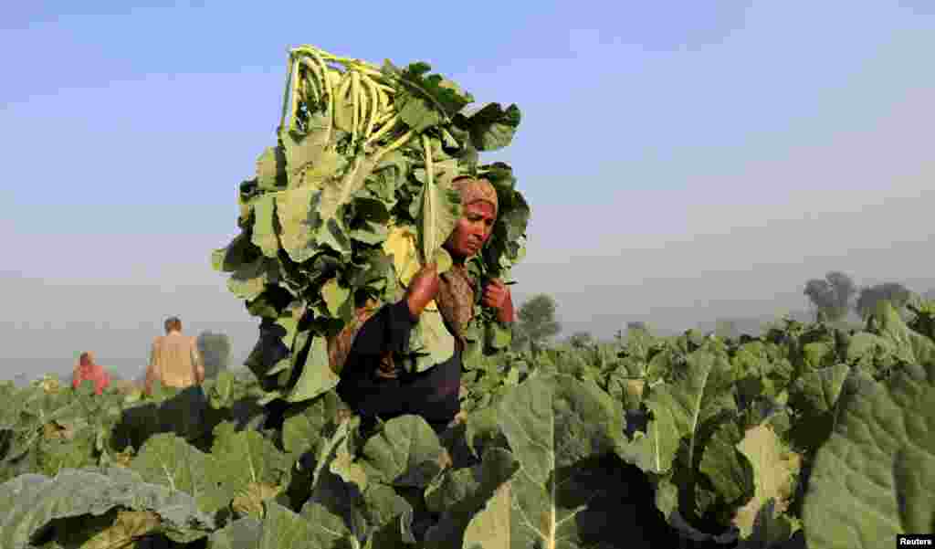 Women collect cauliflower harvested from a field outside Faisalabad, Pakistan on November 24. (Reuters/Fayyaz Hussain)