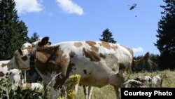 Швейцарский военный вертолёт доставляет воду пасущимся коровам