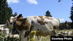 В последнее время в Узбекистане часто встречаются случаи заражения сибирской язвой от крови и мяса больного скота. 