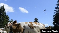 Швейцарский военный вертолет доставляет воду пасущимся коровам в приграничном с Францией районе Швейцарии, 27 июля 2015 года.