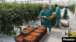 Armenia - Workers at a commercial greenhouse in Ararat province, 19Apr2017.