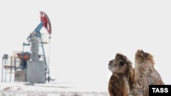 Верблюд на фоне нефтяной качалки. (Иллюстративное фото.)