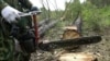 Красноярск: иностранец организовал контрабанду леса на 260 млн рублей
