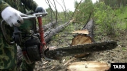 Вырубка леса (иллюстрационное фото)