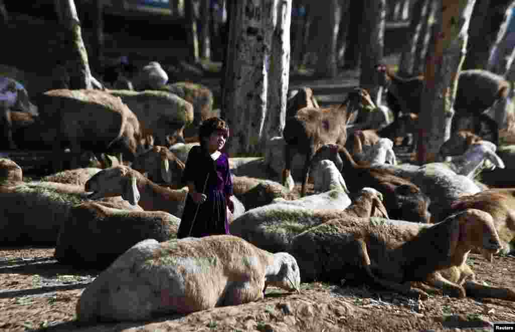 Aamna, 4, stands amid her family&#39;s herd of sheep on the outskirts of Peshawar, Pakistan. (Reuters/Fayaz Aziz)