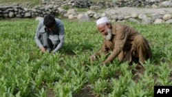 دانشیار: مافیايي کړۍ خلک په زور د کوکنارو کښت ته اړ باسي.