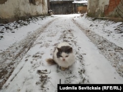Кошка Пудя – последний житель дома Рериха