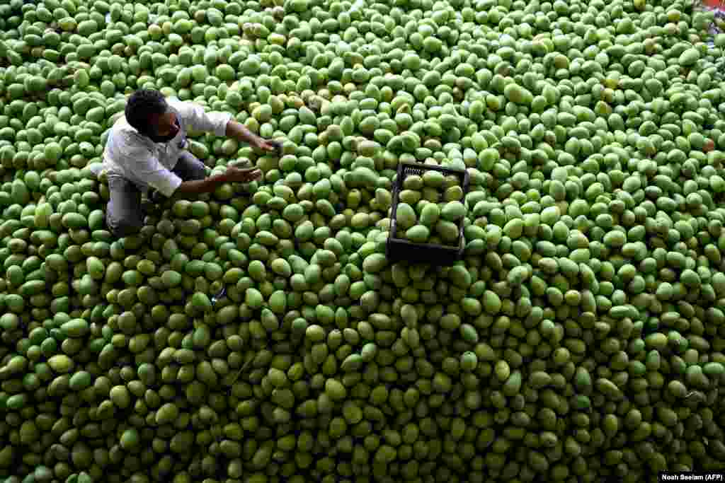 A laborer sorts raw mangoes at a fruit market during a government-imposed nationwide lockdown on the outskirts of Hyderabad, India. (AFP/Noah Seelam) &nbsp;