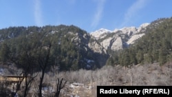 The once-abundant pine and oak forests in Kunar are now threatened with extinction by illegal logging.