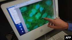 Stem cells are viewed on a computer screen at the University of Connecticut. (file photo)